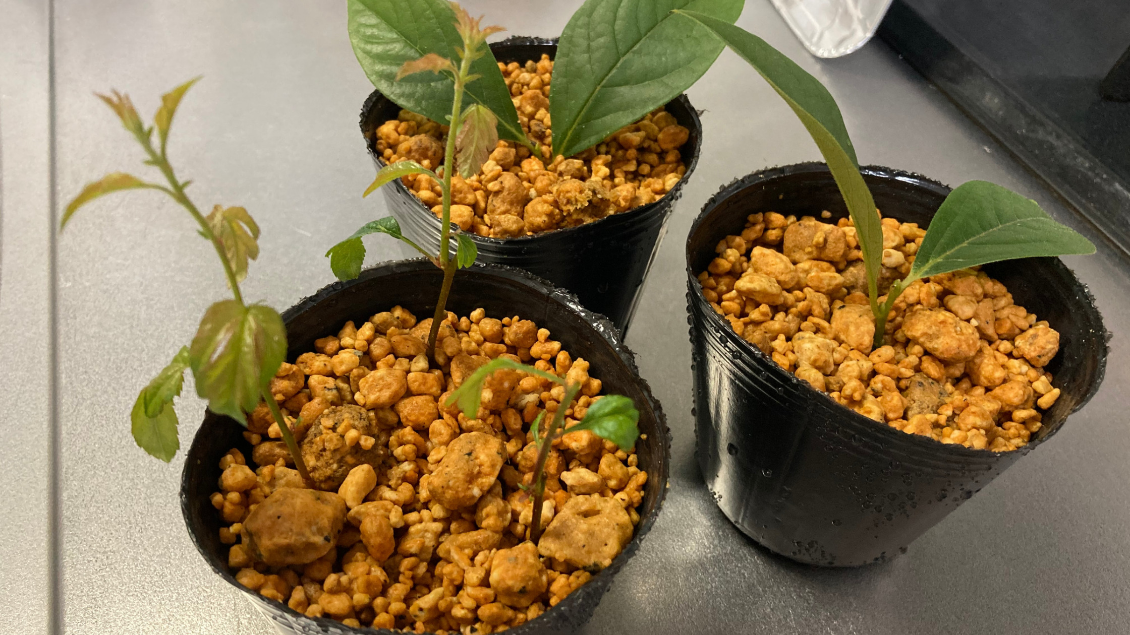 盆栽】挿し木に挑戦してみた【マメ柿・ズミ】｜杏と豆の木